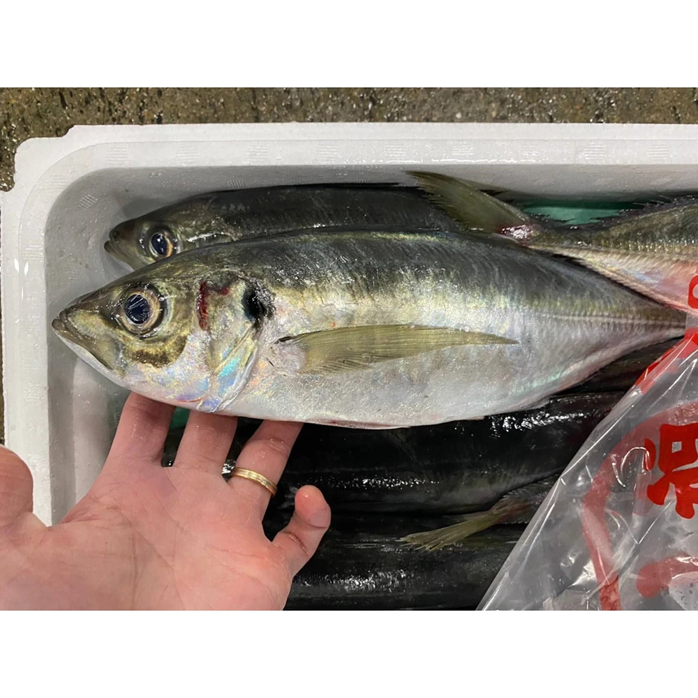 Японские морепродукты цена свежей рыбы замороженный домкрат скумбрия для