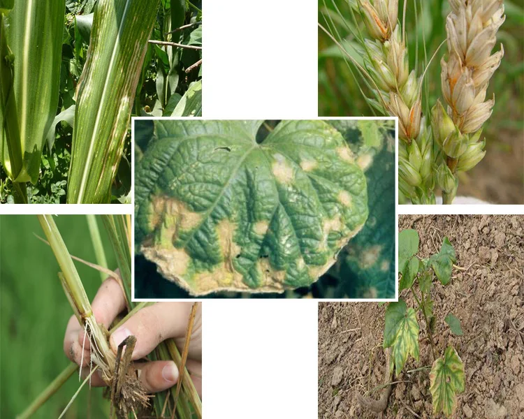 
New Formulation Organic Nematicide with Paecilomyces lilacinus and Trichoderma harzianum 