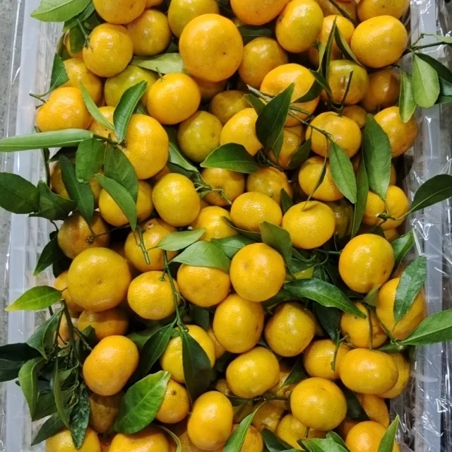 Wholesale China fresh citrus sweet tangerine mandarins