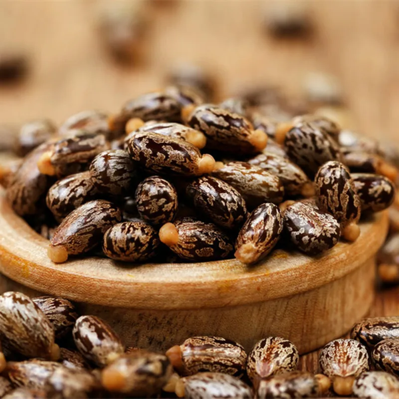 KANGZHIYUAN Wholesale Price Ethiopia Castor Seed Single Herbs & Spices Castor Seed Price in Gujarat Big Castor Seeds