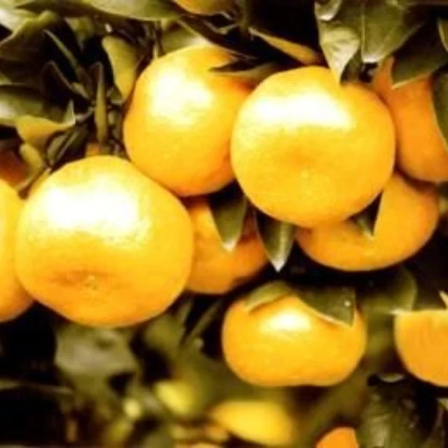 Wholesale China fresh citrus sweet tangerine mandarins