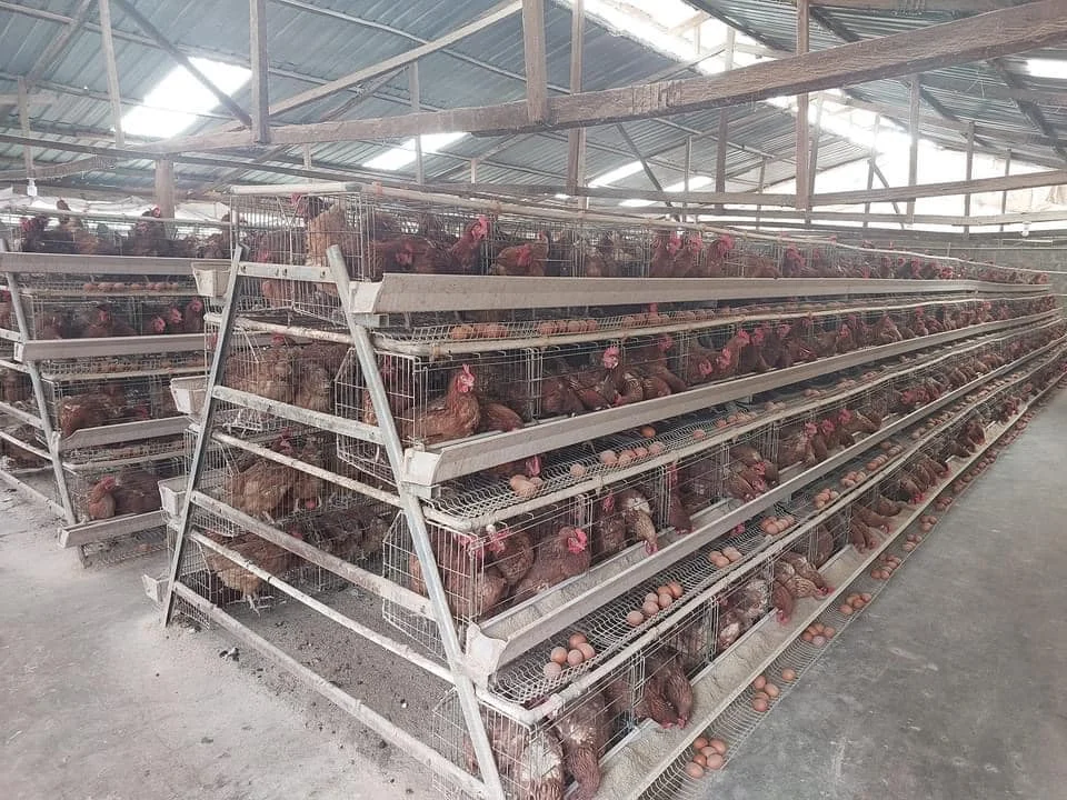 Cage De La Poule Pondeuse