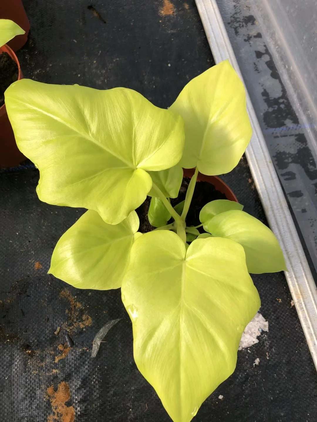 Оптовая продажа горячая Распродажа натуральное живое растение Calathea gold warplace