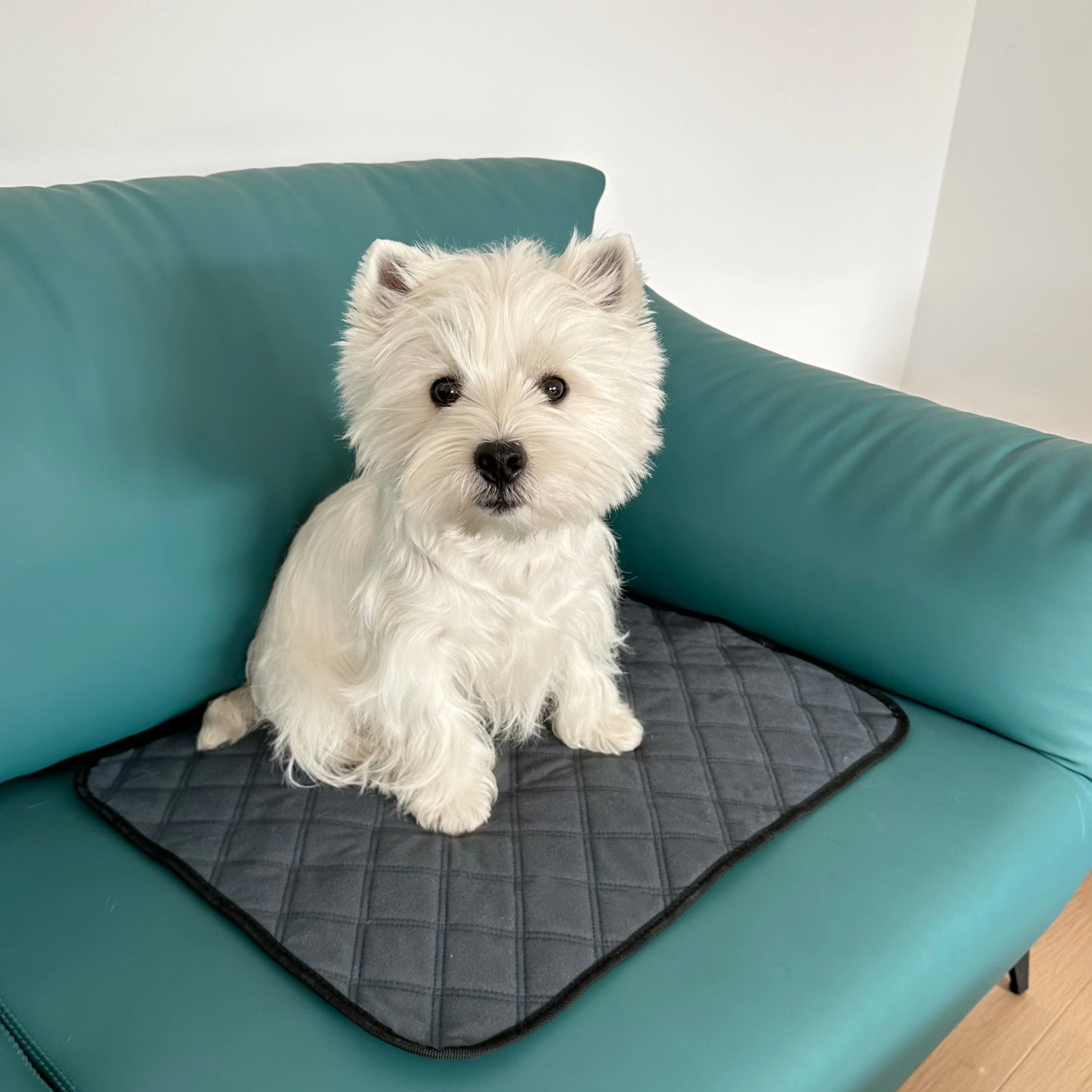 Luxury 4 layer Super Absorbent Waterproof Non Slip Reusable Toilet Washable Training Dog Pet Pee Pads