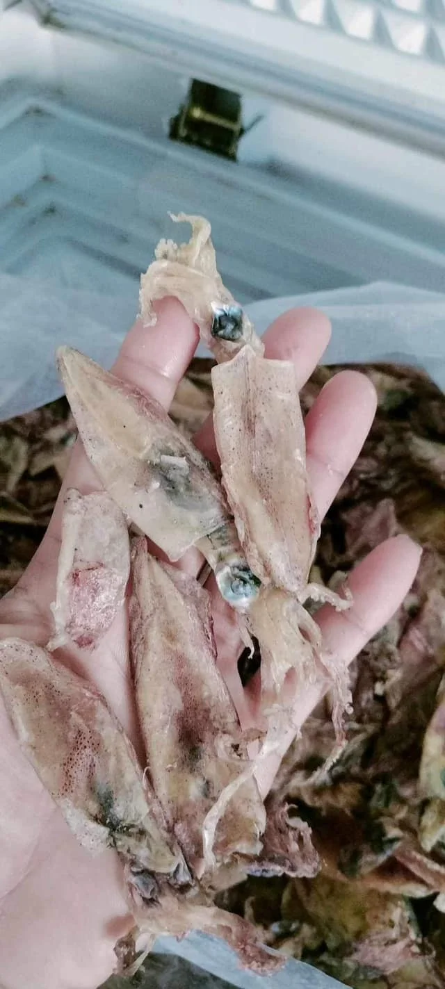 Raw unsalt squid material drying seafood exporting in bulk no additive  Premium Quality Origin In Vietnam//+84 966 274 584