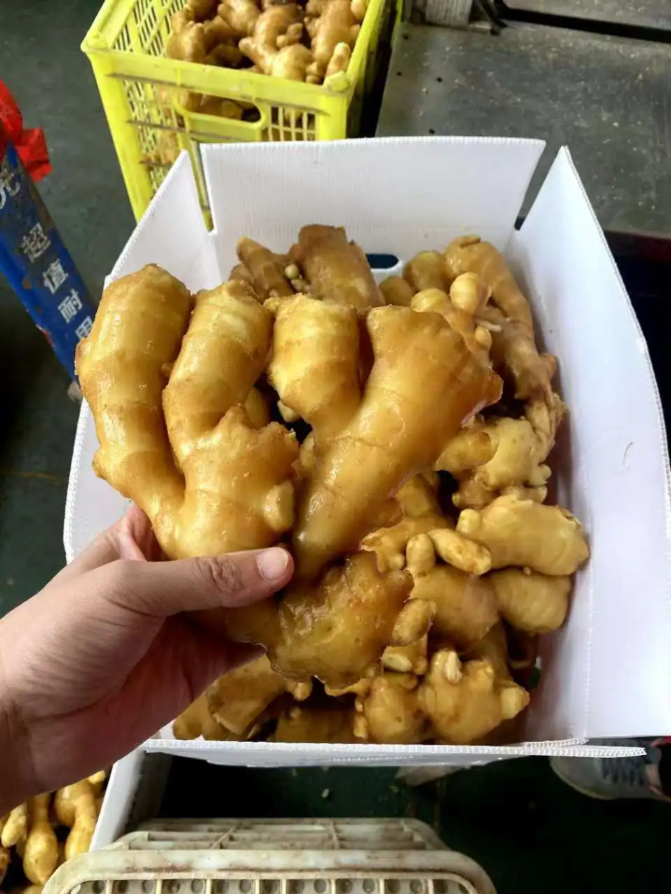 Organic Ginger USDA certification Exporter Factory Ship 150g 200g 250g Fresh Ginger Air Dried Ginger