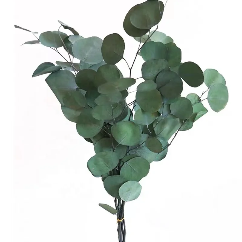Hot sale preserved eucalyptus leaves apple leaves morocco eucalyptus crystals eucalyptus bed sheets