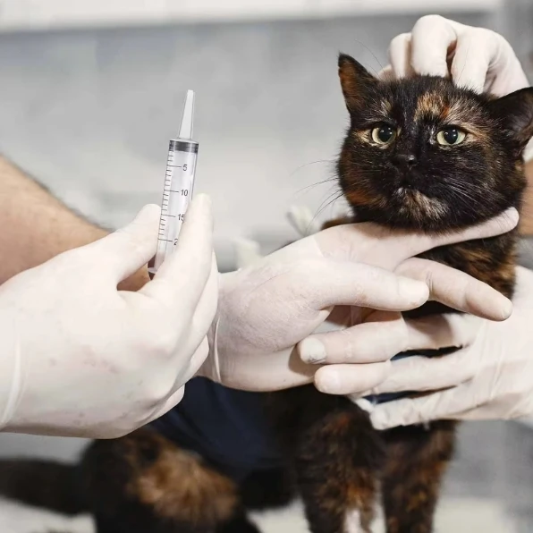 1ml 2ml 3ml 5ml 10ml 20ml 30ml 50ml 60ml Perfume Injection Bird Feeding Veterinary Syringes Factory Wholesale Price