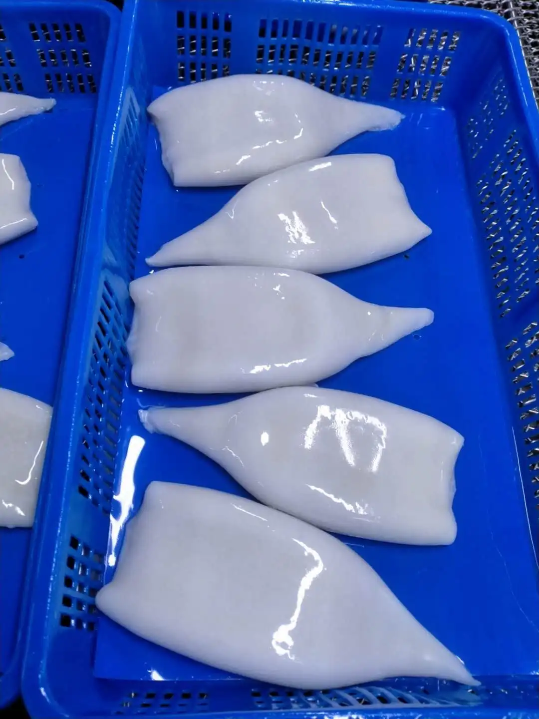 IQF Frozen Squid Tube U3 Frozen Peru Squid for Indonesia Market