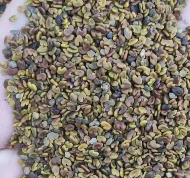 Zi yun ying purple flower seed Astragalus sinicus L seeds for sale