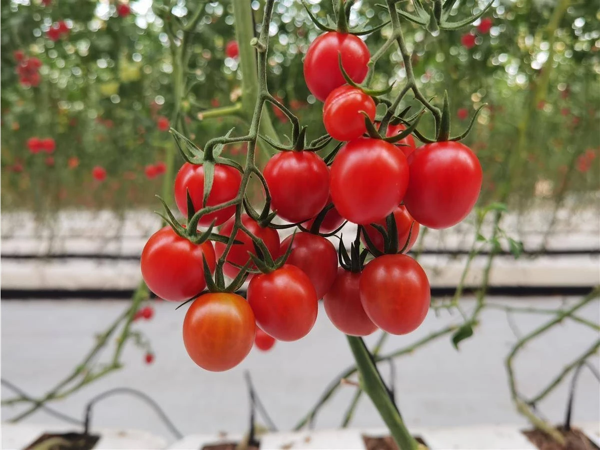 Best-Selling Large Hydroponic Greenhouse Hot-Dip Galvanized Steel Frame Double-Layer Plastic Film Growing Tomatoes Strawberries