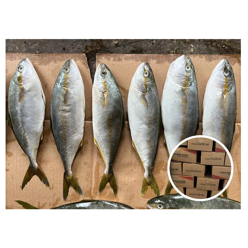 Manufacturer Price Whole Round Scad Seriola Quinqueradiata Frozen Yellow Tail Fish