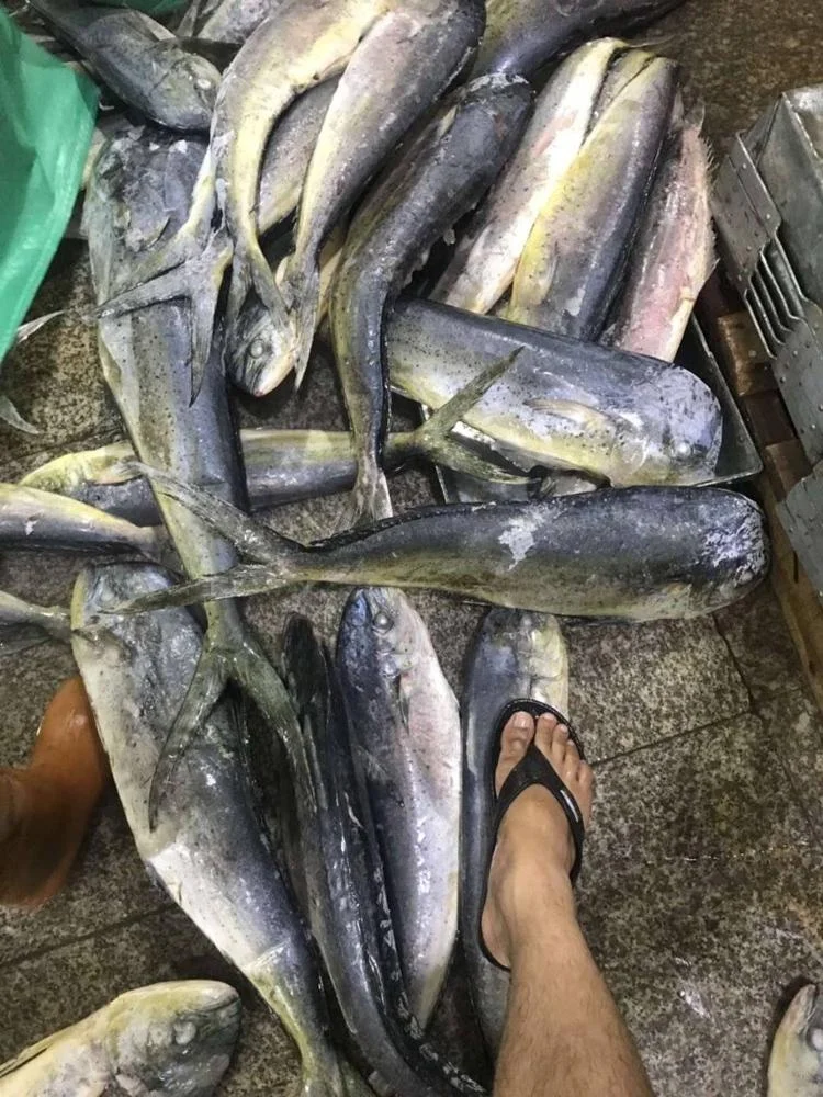 Whole Round Frozen Mahi Mahi Fish Sea Frozen