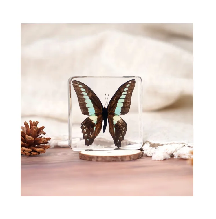 Wholesale Natural Real Beautiful Blue Butterfly Resin Specimens blue morpho butterfly