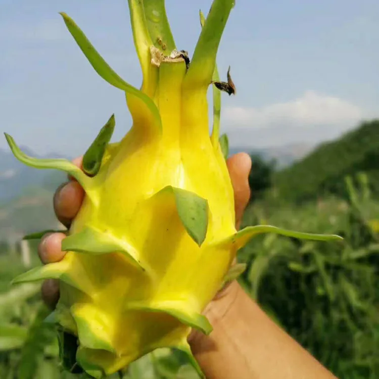 Лидер продаж 2021, семена фруктов, семена желтого дракона для посадки