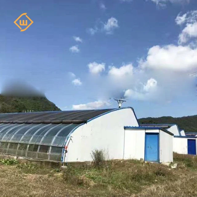 Modern automatic control equipment tomato strawberry single-span plastic film greenhouse