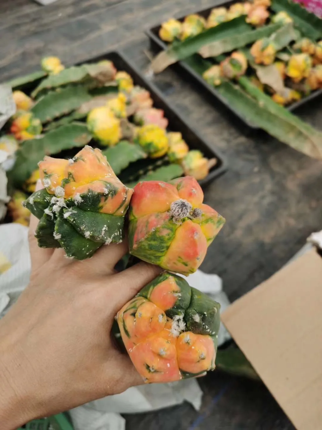
Hot sale whole sale grafted live indoor cactus outdoor Thailand succulent nursery real cactus plant online cacti for sale 