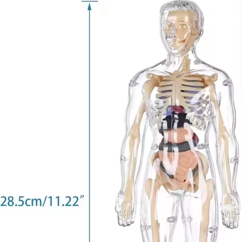 Skeleton Model Study Tools Preschool & School Medical Education Display