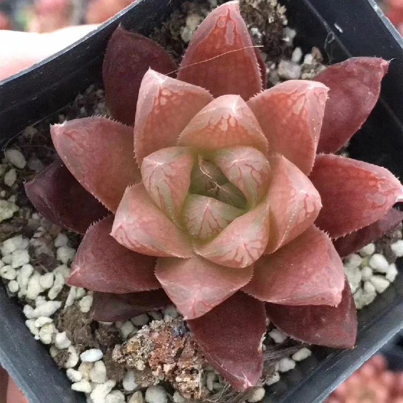 3-5cm Plant Haworthia Var. Leightonii Decor for Nursery Real Indoor Outdoor Plants