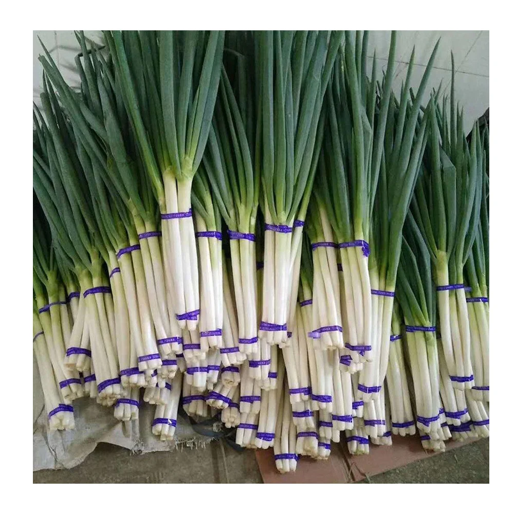 
China New Season Scallion Fresh IQF Scallions 