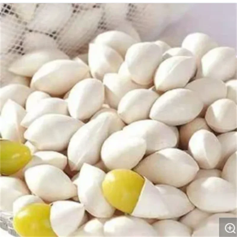 China Natural dry ginkgo raw ginkgo ginkgo white nuts in kind of shooting a large amount of good
