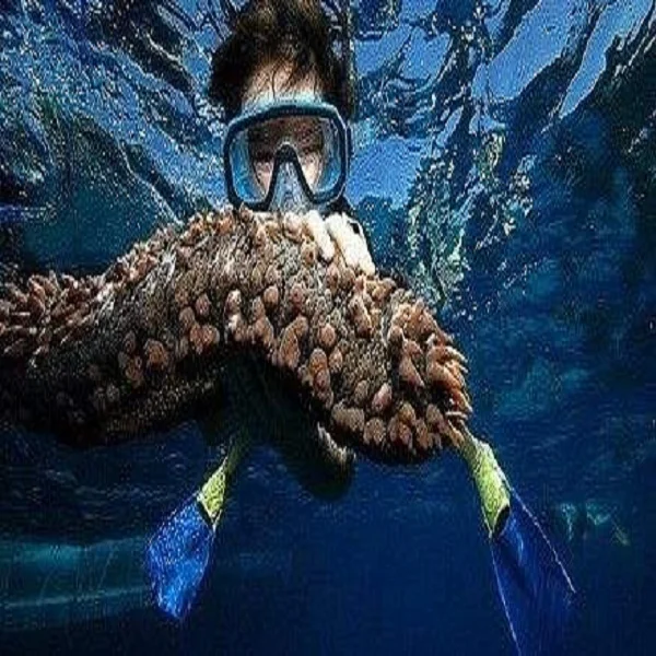 Fish Feed additive TMAO 98% CAS No 62637-93-8 Trimethylamine oxide dihydrate For Eel Aqua Attractant Feed Manufacturer