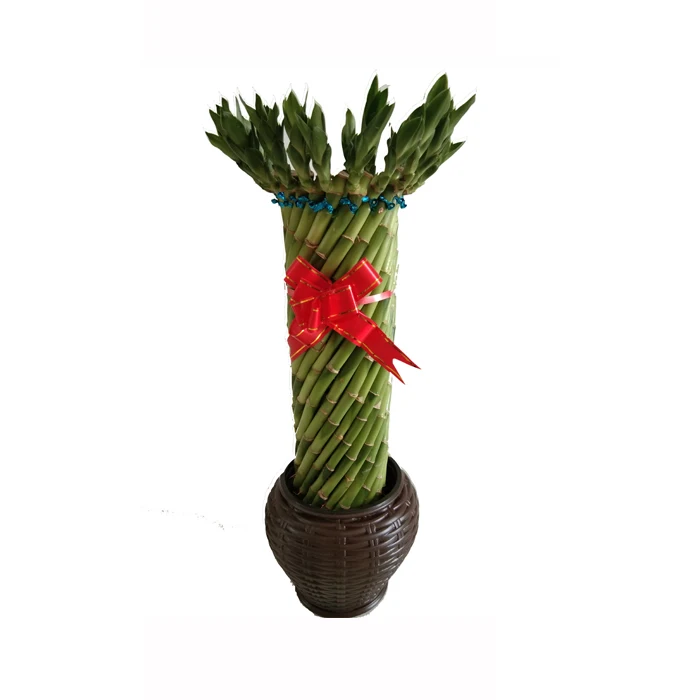 
Green Fengshui wheel lucky bamboo with good quality Zhanjiang 
