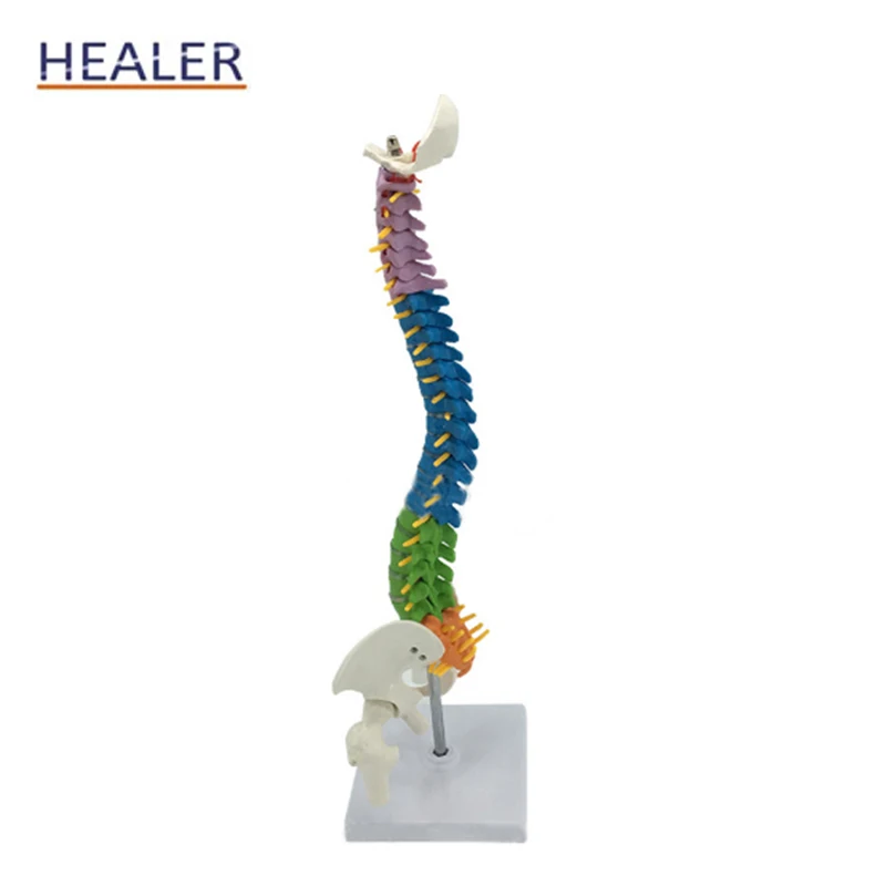 45CM Human Color Detachable PVC  Anatomical Vertebral Column Model Spinal Model with Femur