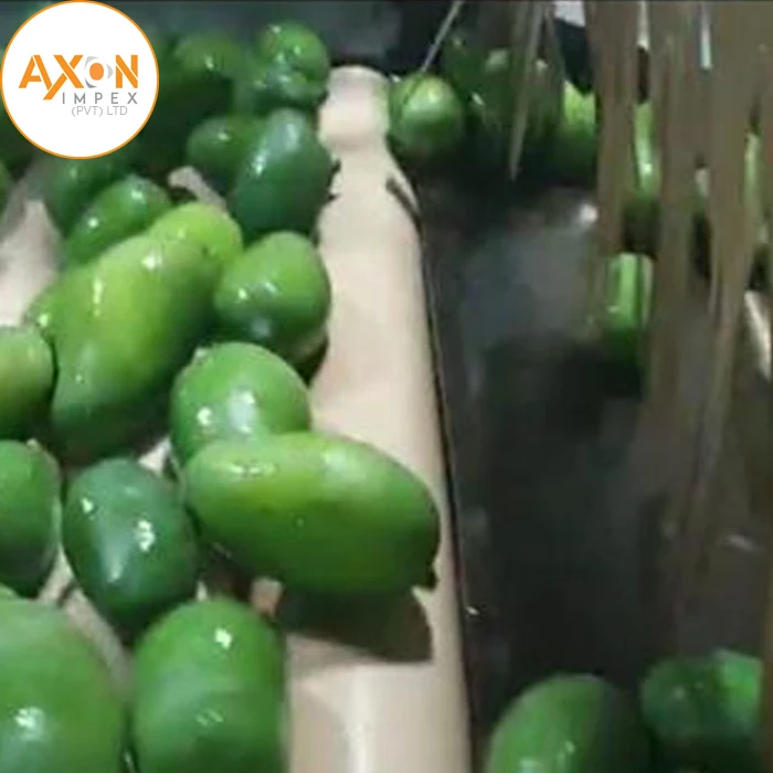 
Famous Pakistani Chaunsa Mangoes Exporters 