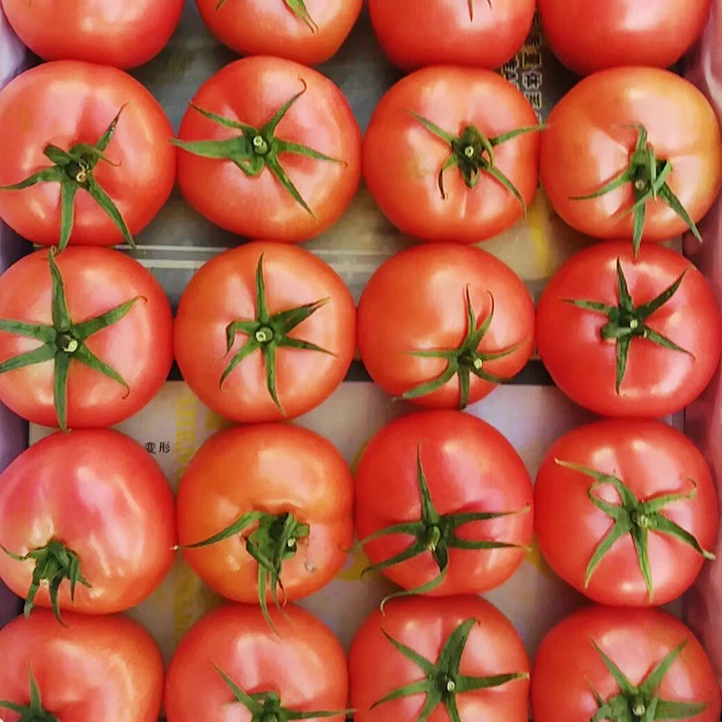 High Quality Good Price Gourmet Tomatoes Top-Quality Bulk Tomatoes For Export