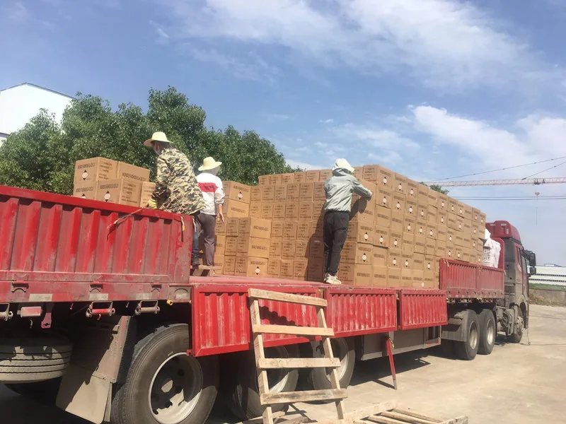 Private Label 16ml Not Peel Off Halal Vegan OEM Non Toxic quick-drying  Beauty Color Origin Nail Polish without UV lamp dry 