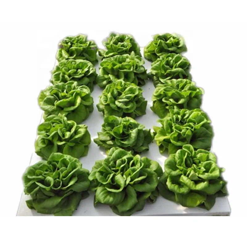 
Styrofoam sheets board used to make custom grow trays for aquaponic gardening hydroponic farming plant growth for sale 