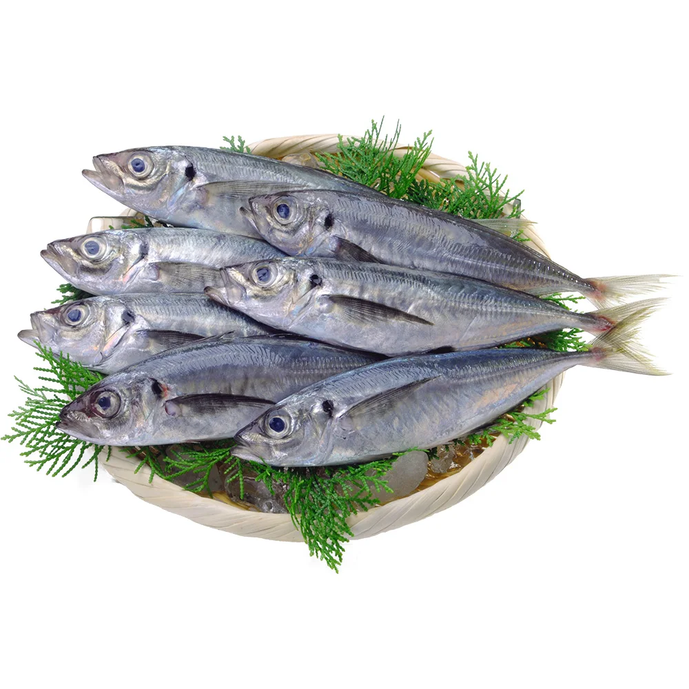 Японская любимая Тихоокеанская Конская скумбрия замороженная рыба в