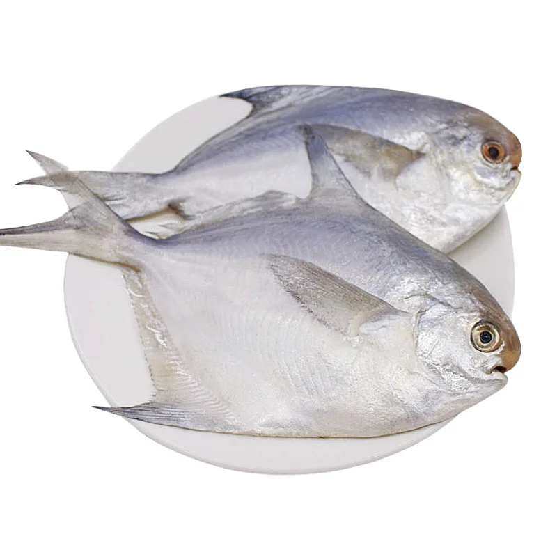 Frozen fish supplier fresh White pomfret wholesale (1600537923698)