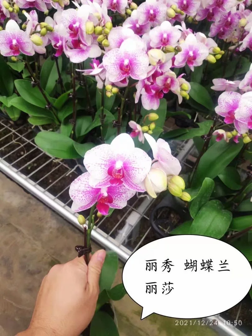 Indoor home decoration flower green plant