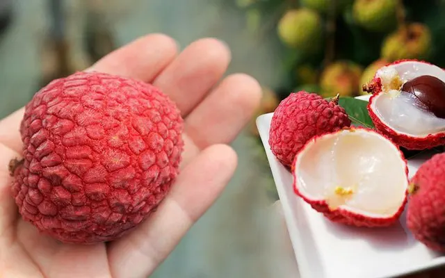 New Crop Natural Fresh Lychee from Viet Nam Manufacturer for Making Jelly Syrust and Eating Directly