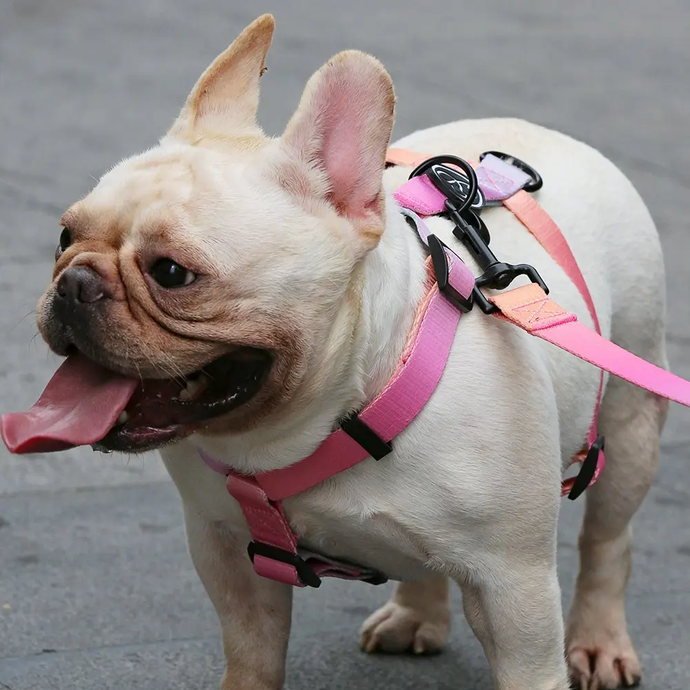 R gradient color high quality dog collar nylon leash and adjustable harness set bravecto for pets