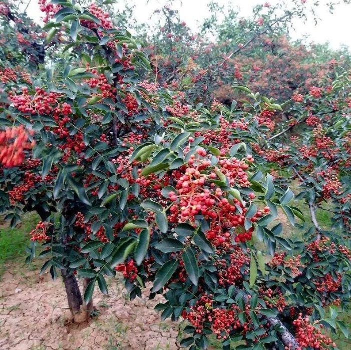 wholesale Red Peppercorn  Zanthoxylum bungeanum Maxim Traditional Chinese Szechuan Pepper For Spices And Seasoning