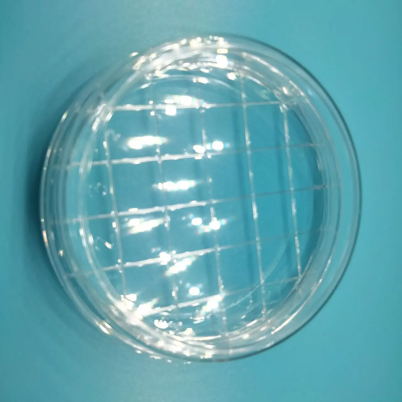 China factory product plastic petri dish 55mm Contact dish  with grid