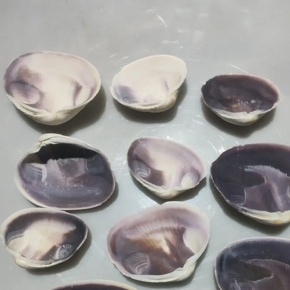 Manufacturer 6-8 cm Clean Empty Clam Shells On Sale