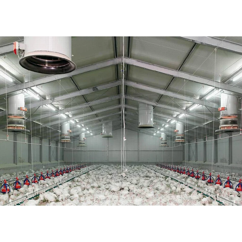 Commercial Steel Structure Chicken Houses Professional Design Of Chicken Coops 1000 Chicken