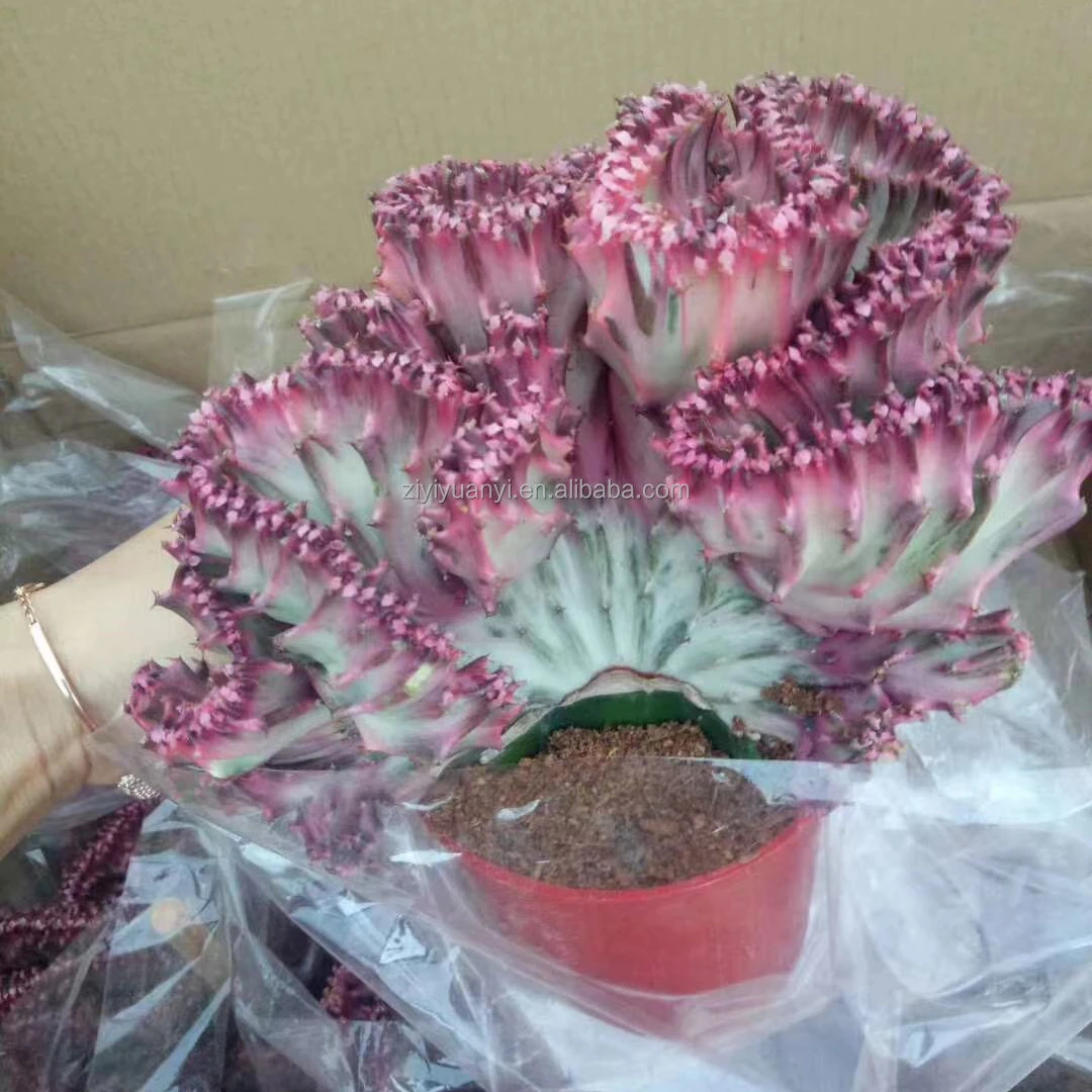 Привитый кактус красочный молочай Lactea F. Кристата альбавариегата большой размер доступен