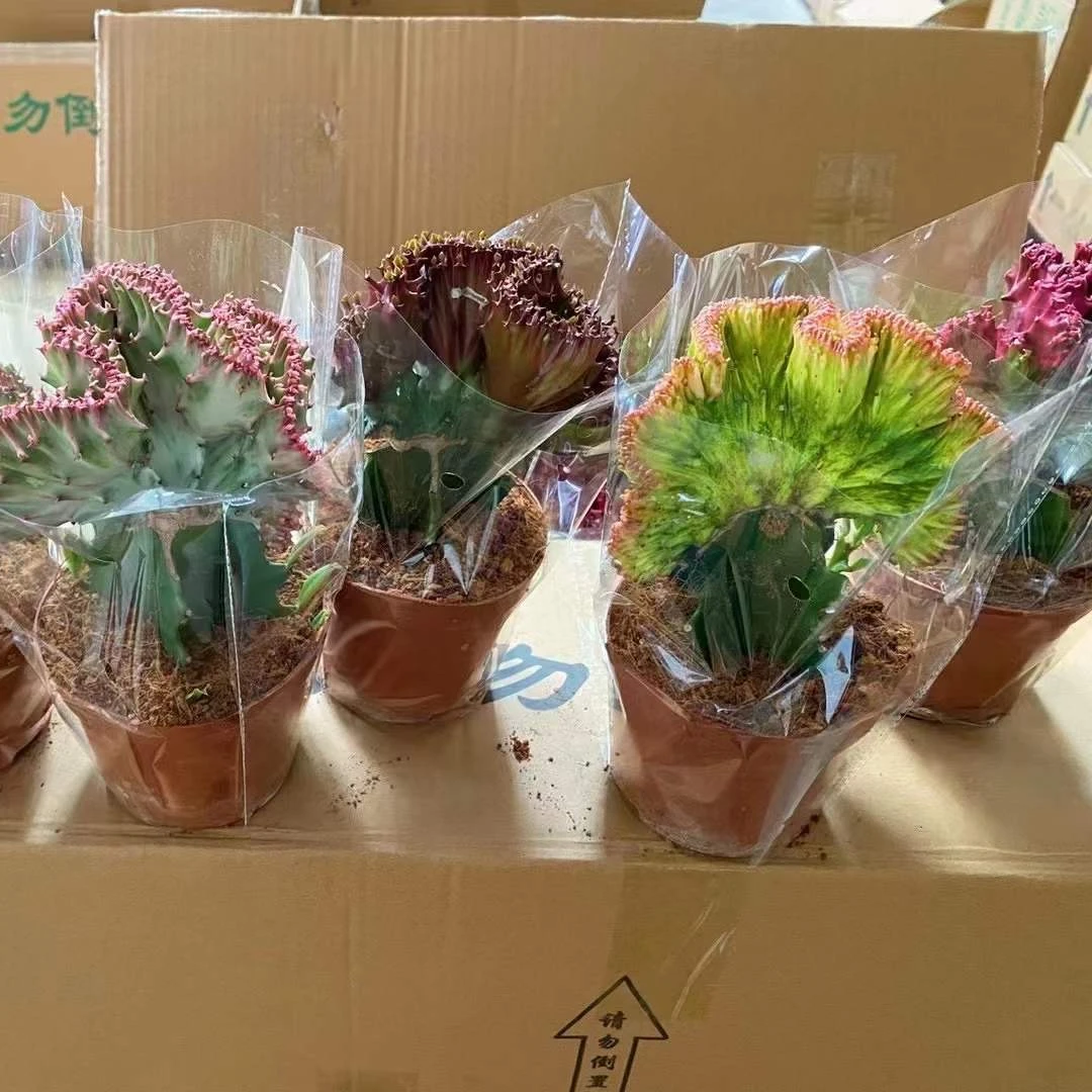 Оптовая продажа, живые растения, красочные настоящие кактусы в молочай, натуральный кактус