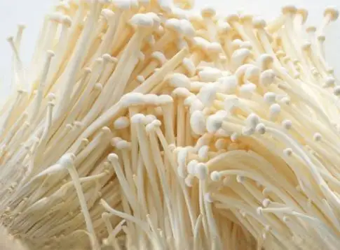 Sell fresh and high-quality flammulina velutipes