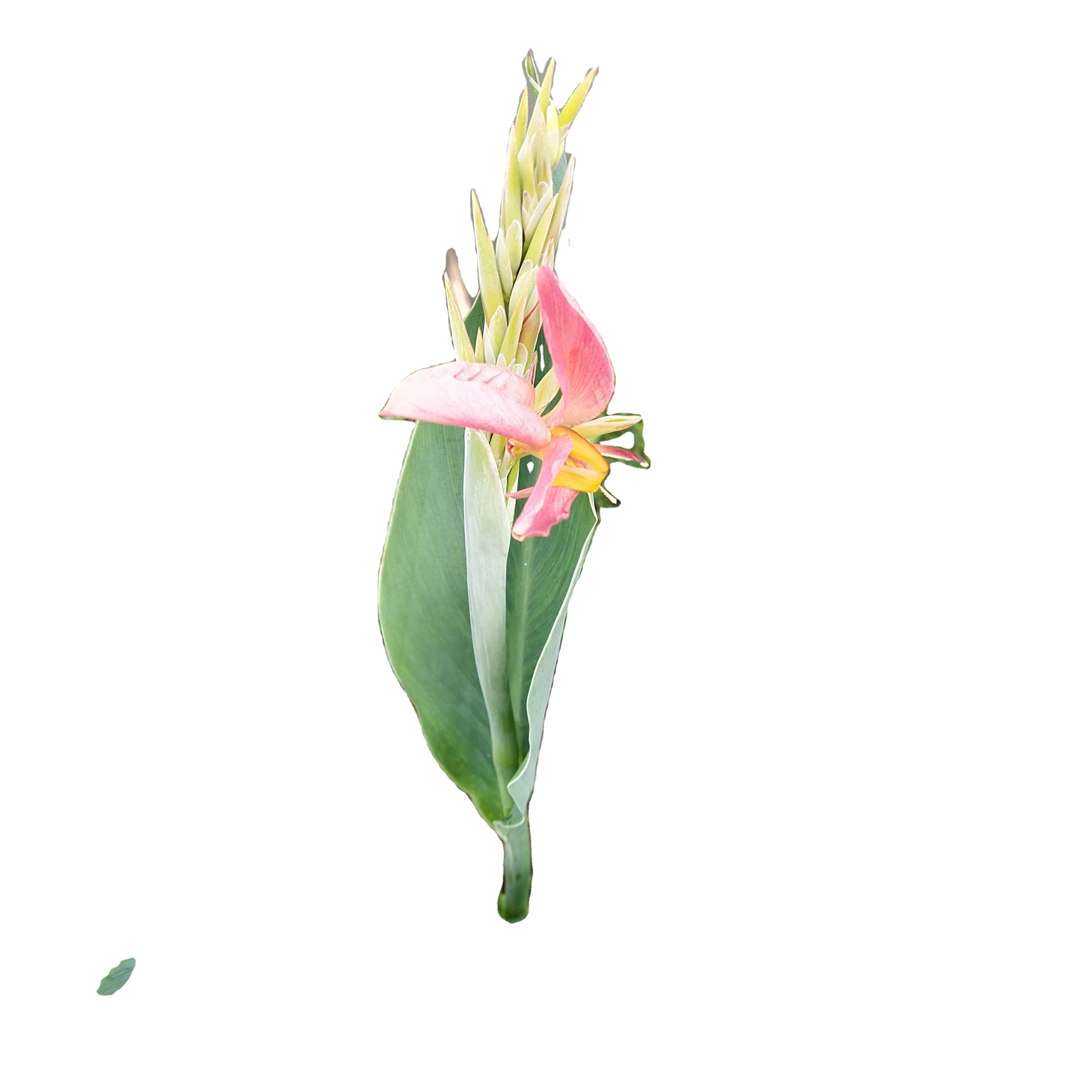 Новые съедобные фиолетовые семена ружьего корня из камня