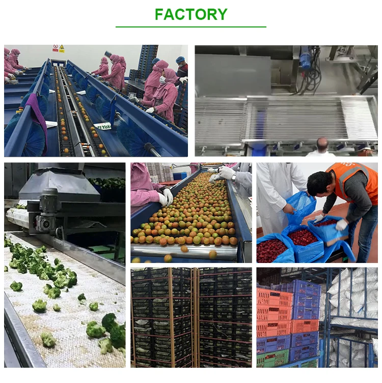 fruit-vegetable_08.jpg
