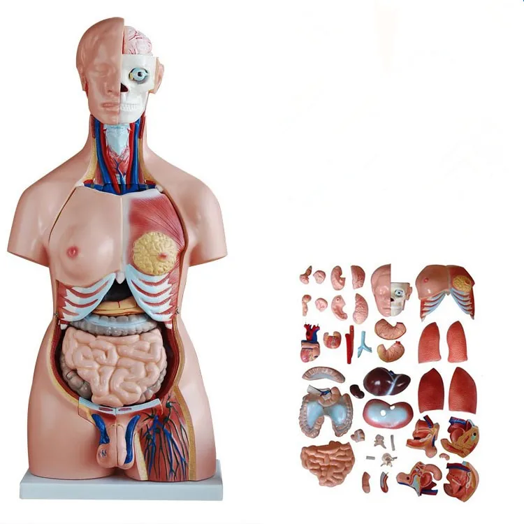 85cm 40Parts Bisexual Torso Anatomical Model,Human torso anatomical and internal organs model