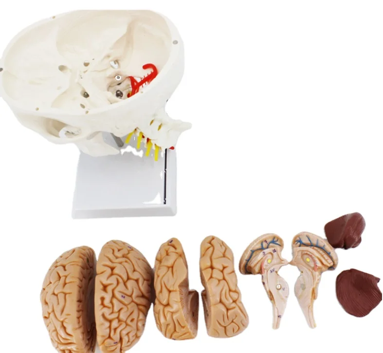 adult 1:1Medical simulation pure white Human skull model Skull anatomy Skeleton specimen with brain and spine