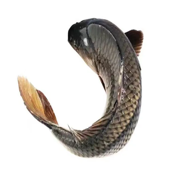 Aqua fish feed growth booster for biofloc system nitrification