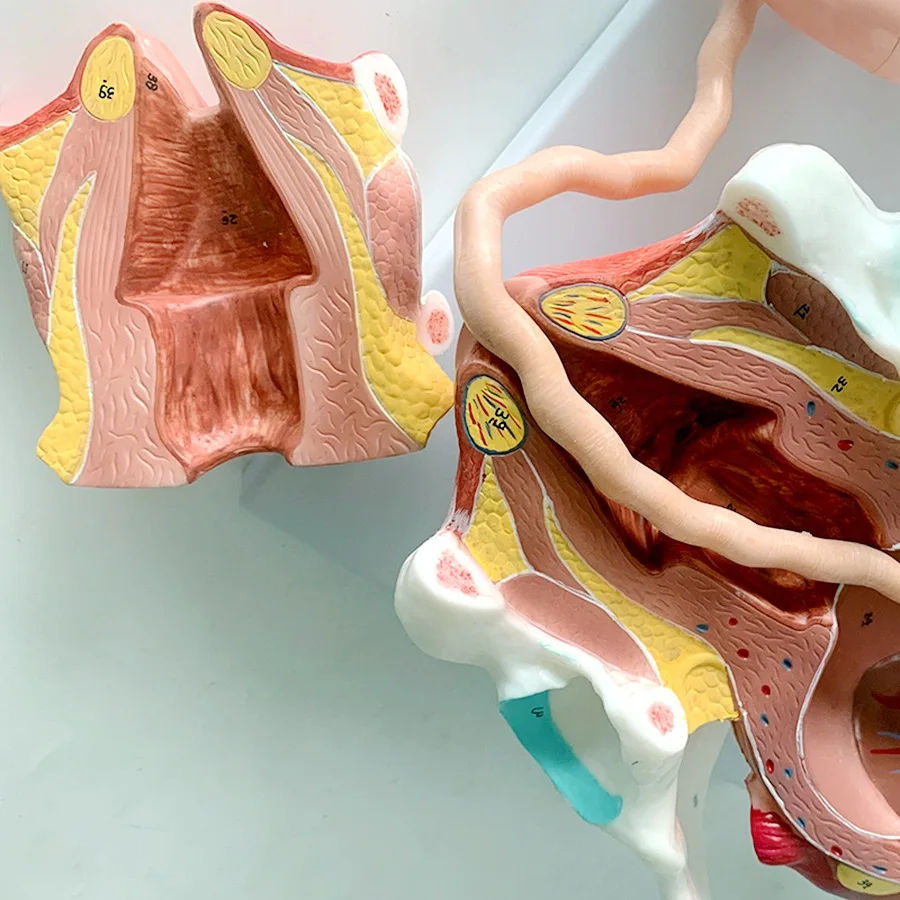 Detachable Anatomical Model of Full-Term Fetal Delivery Neonatal Process